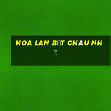 hoa lan bệt châu như