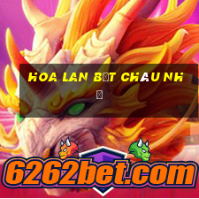 hoa lan bệt châu như