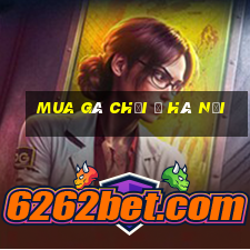 mua gà chọi ở hà nội