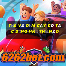 tỉa và dặm cây có tác dụng như thế nào