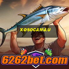 xosocamau