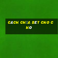 cách chữa bét cho chó