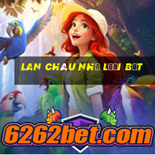 lan châu như lưỡi bệt