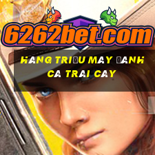 Hàng triệu máy đánh cá trái cây