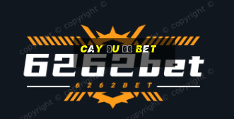 cây đu đủ bét