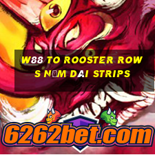 W88 To Rooster Rows Năm Dài Strips