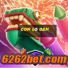 con lô gan