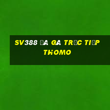 sv388 đá gà trực tiếp thomo