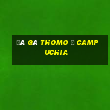 đá gà thomo ở campuchia