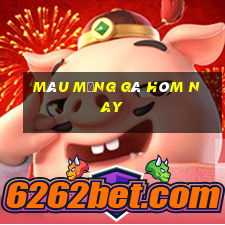 màu mạng gà hôm nay