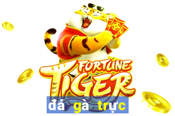 đá gà trực tiếp bên casino