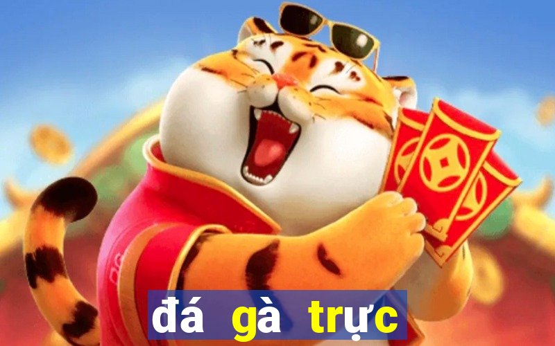 đá gà trực tiếp bên casino