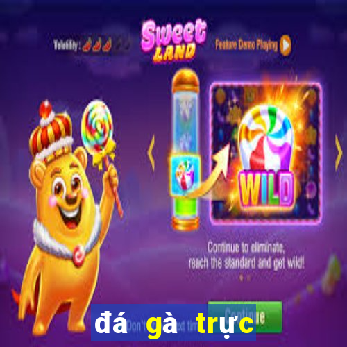 đá gà trực tiếp bên casino