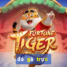 đá gà trực tiếp bên casino