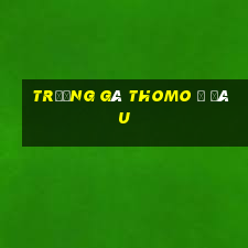 trường gà thomo ở đâu