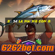 bộ 34 la những con gì